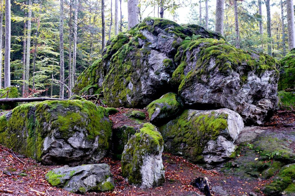 Bayernstern - Ihr Wander- & Wohlfuhlhotel Spiegelau Eksteriør bilde